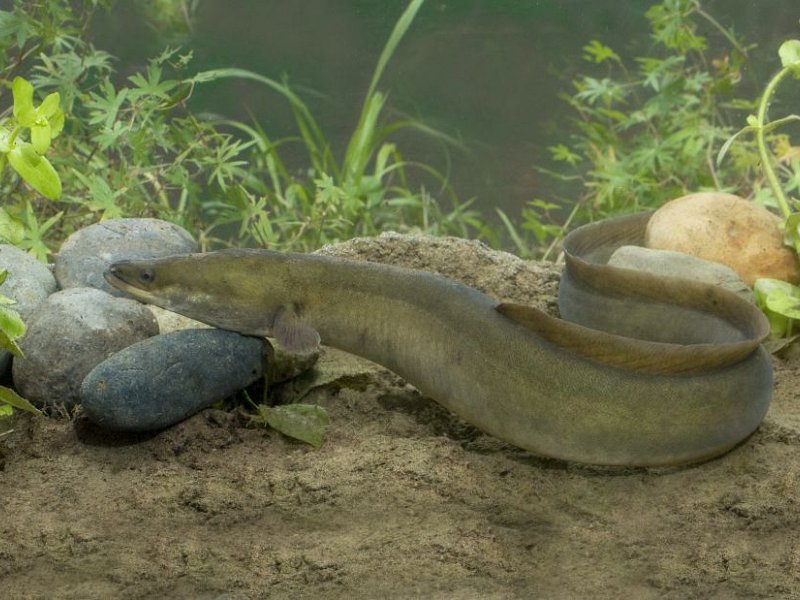 European eel